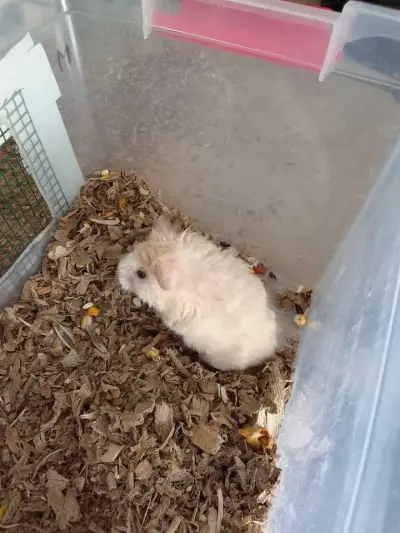 hamster For Sale in Gulistan-e-Jauhar | Karachi Ads - photo 5