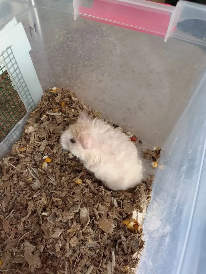 hamster For Sale in Gulistan-e-Jauhar | Karachi Ads - photo 5