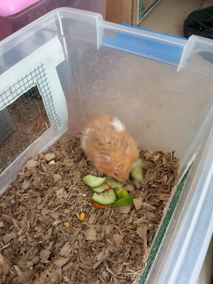 hamster For Sale in Gulistan-e-Jauhar | Karachi Ads - photo 6