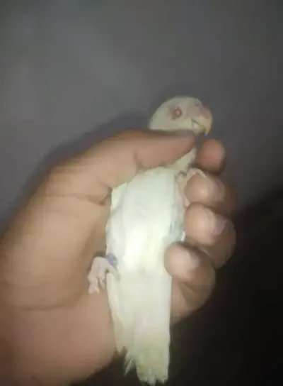 Hand tammed love birds available For Sale in Buffer Zone | Karachi Ads - photo 2