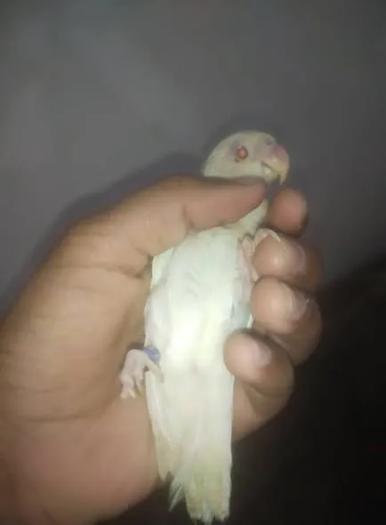 Hand tammed love birds available For Sale in Buffer Zone | Karachi Ads - photo 2