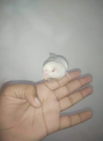 Hand tammed love birds available For Sale in Buffer Zone | Karachi Ads - photo 3