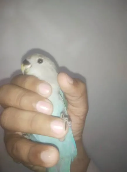 Hand tammed love birds available For Sale in Buffer Zone | Karachi Ads - photo 4