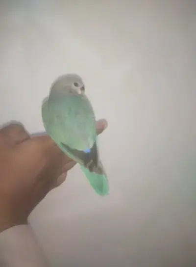 Hand tammed love birds available For Sale in Buffer Zone | Karachi Ads - photo 5