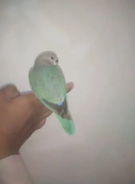 Hand tammed love birds available For Sale in Buffer Zone | Karachi Ads - photo 5