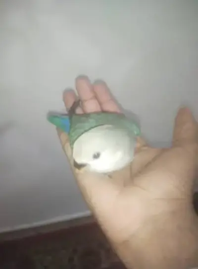 Hand tammed love birds available For Sale in Buffer Zone | Karachi Ads - photo 6