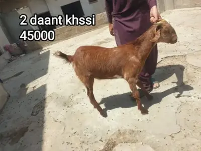 Healthy 2 Daat Khassi For Sale in Dhabeji | Karachi Ads
