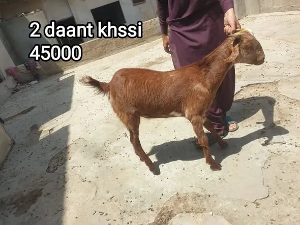 Healthy 2 Daat Khassi For Sale in Dhabeji | Karachi Ads - photo 1