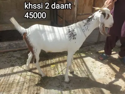 Healthy 2 Daat Khassi Goat For Sale in New Karachi | Karachi Ads