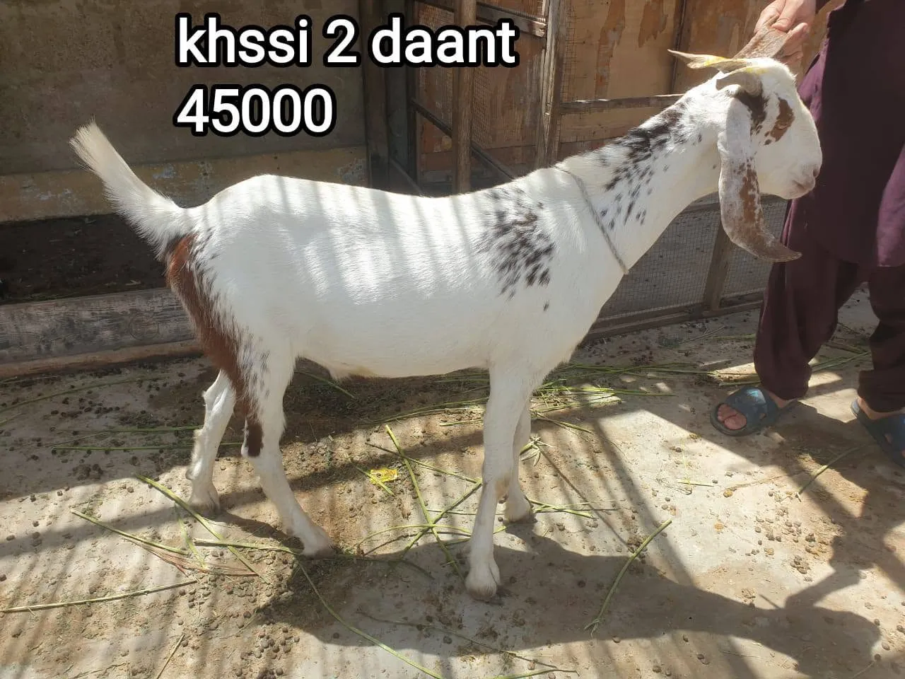 Healthy 2 Daat Khassi Goat For Sale in New Karachi | Karachi Ads - photo 1