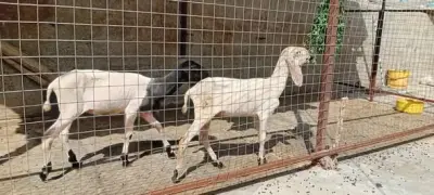 🐑 Healthy 3-Month-Old Sheep For Sale in Korangi | Karachi Ads