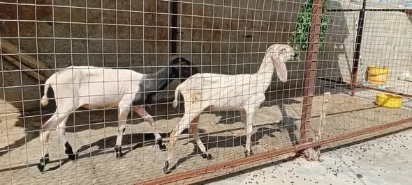 🐑 Healthy 3-Month-Old Sheep For Sale in Korangi | Karachi Ads - photo 1