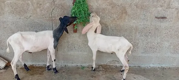 🐑 Healthy 3-Month-Old Sheep For Sale in Korangi | Karachi Ads - photo 2