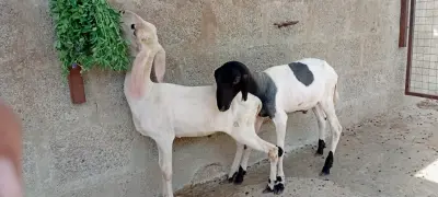 🐑 Healthy 3-Month-Old Sheep For Sale in Korangi | Karachi Ads - photo 3