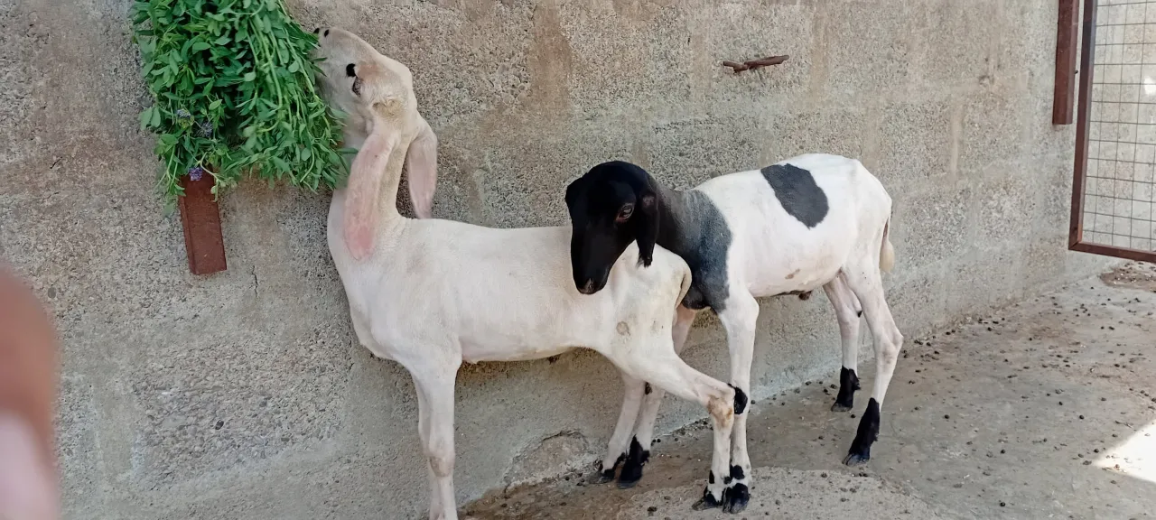 🐑 Healthy 3-Month-Old Sheep For Sale in Korangi | Karachi Ads - photo 3