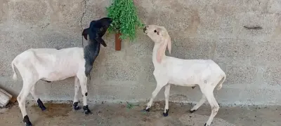 🐑 Healthy 3-Month-Old Sheep For Sale in Korangi | Karachi Ads - photo 4