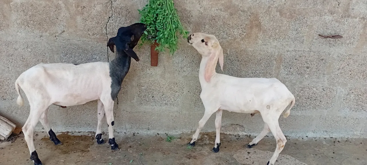 🐑 Healthy 3-Month-Old Sheep For Sale in Korangi | Karachi Ads - photo 4