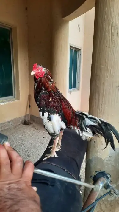Healthy Aseel Rooster | Strong & Active For Sale in Korangi | Karachi Ads