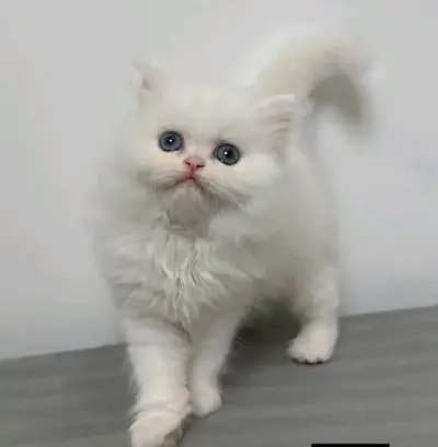 Healthy White Female Kitten – Home Raised For Sale in Gulshan-e-Iqbal | Karachi Ads