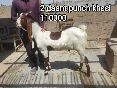 Heavy 2 Daat Punch Khassi Goat For Sale in Nazimabad | Karachi Ads