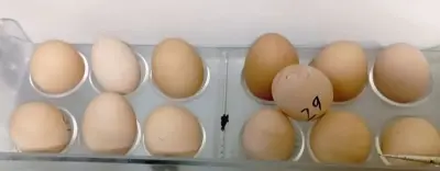 Heavy Golden buff fertile eggs For Sale in Gulistan-e-Jauhar | Karachi Ads