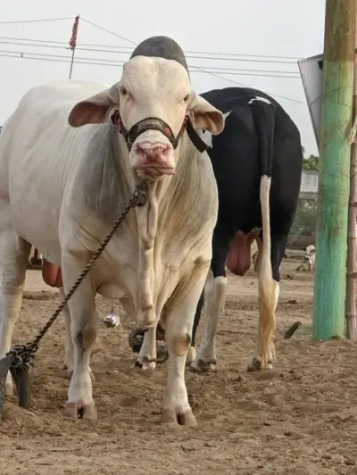 heavypair bigbull