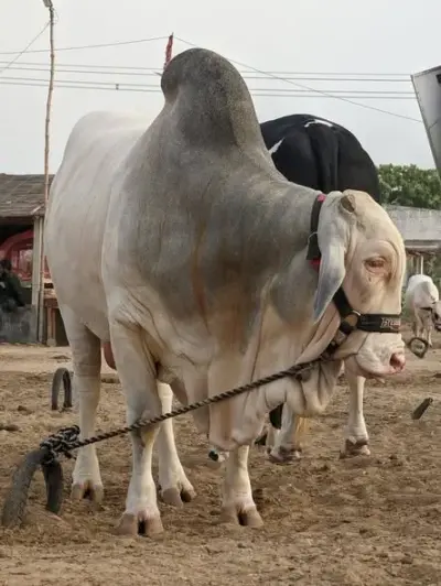 heavypair bigbull - photo 4