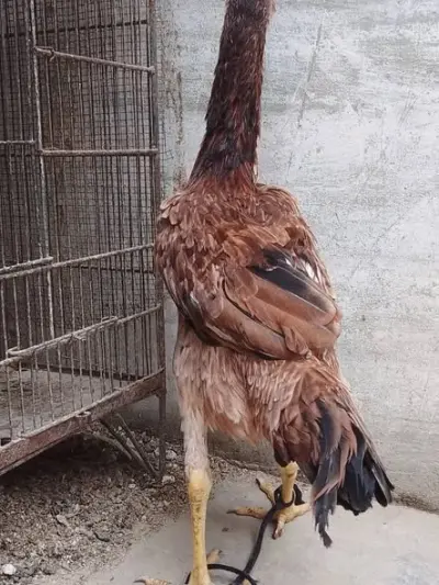 Home Bred Aseel Hen – 5 Months Old For Sale in Ancholi (Incholi Society) | Karachi Ads