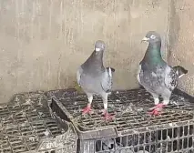 looking for a new shelter healthy active pair For Sale in Saudabad | Karachi Ads - photo 2
