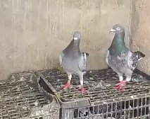 looking for a new shelter healthy active pair For Sale in Saudabad | Karachi Ads - photo 2