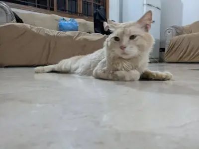 🏡 Male Breeder Cat Looking for a New Home For Sale in Bahadurabad | Karachi Ads