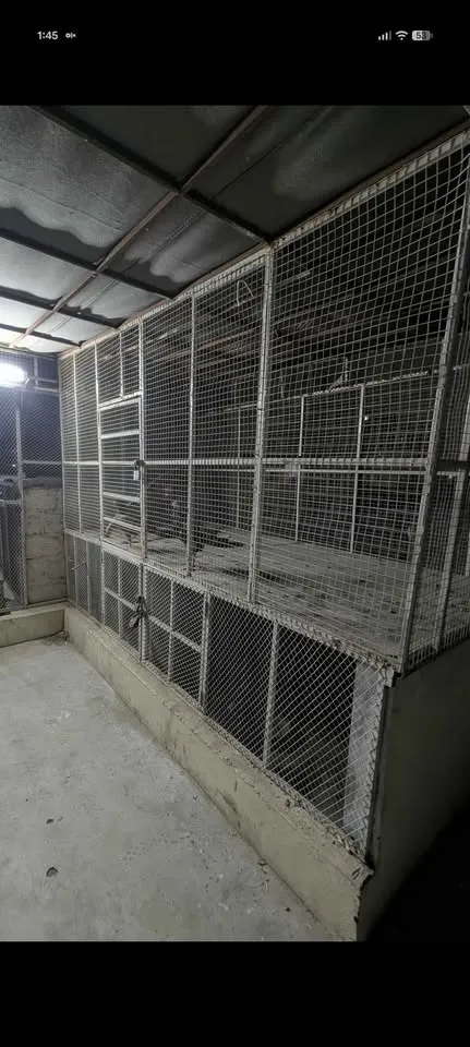 Master cage big size cage For Sale in Nazimabad No. 1 | Karachi Ads - photo 4