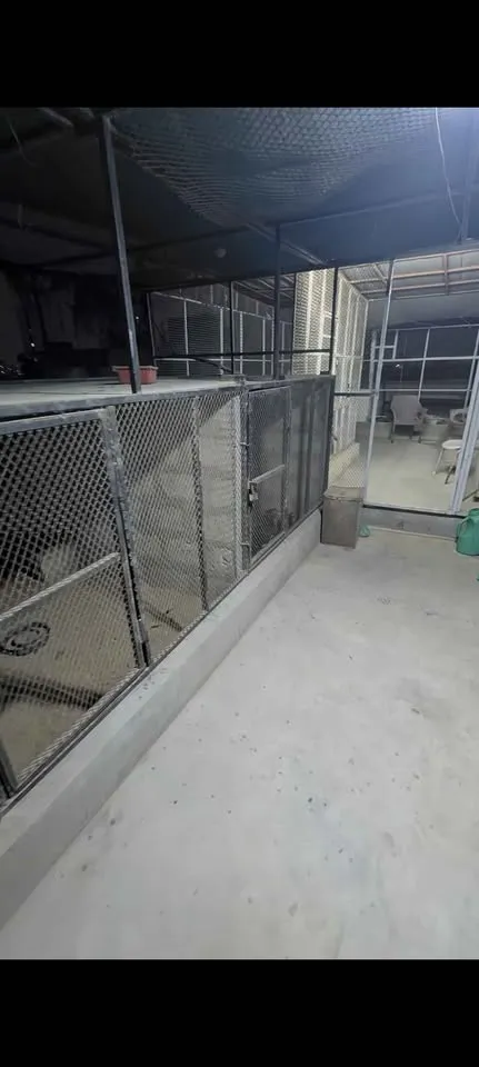 Master cage big size cage For Sale in Nazimabad No. 1 | Karachi Ads - photo 6