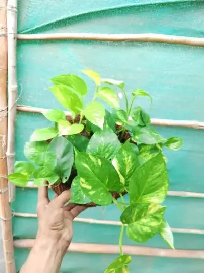 Money plant in hanging baskets