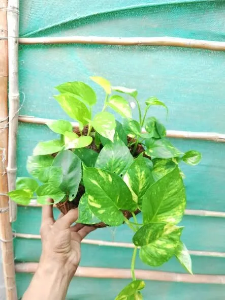 Money plant in hanging baskets - photo 1