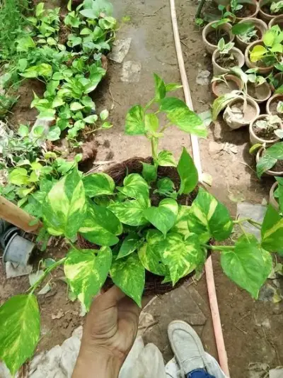 Money plant in hanging baskets - photo 2