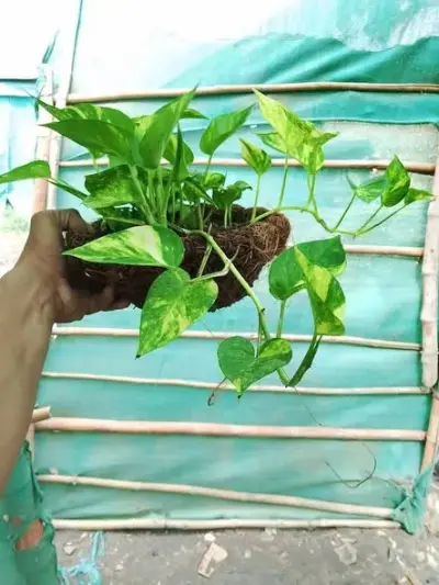 Money plant in hanging baskets - photo 3