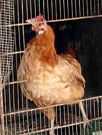 Pair of hen and chicken For Sale in Gulistan-e-Jauhar | Karachi Ads