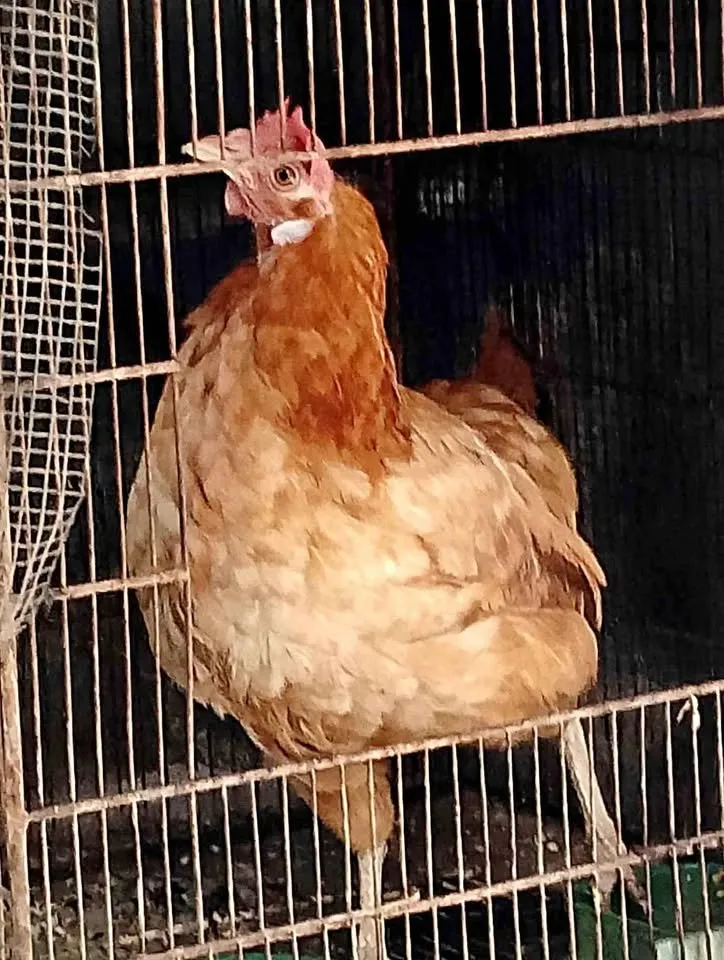 Pair of hen and chicken For Sale in Gulistan-e-Jauhar | Karachi Ads - photo 1