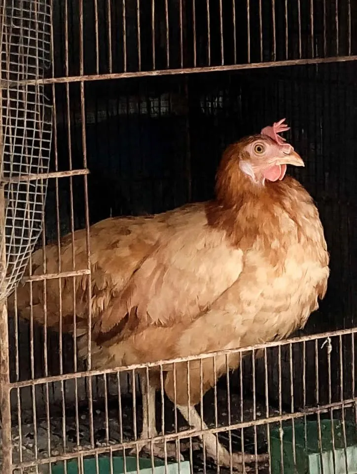 Pair of hen and chicken For Sale in Gulistan-e-Jauhar | Karachi Ads - photo 3