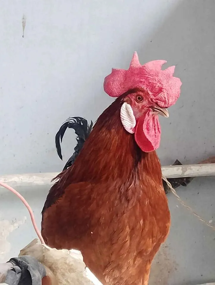 Pair of hen and chicken For Sale in Gulistan-e-Jauhar | Karachi Ads - photo 4