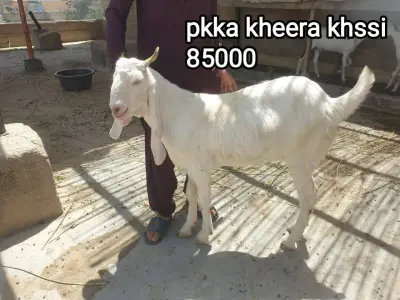 pakka Kheera Khassi Goat For Sale in Buffer Zone | Karachi Ads