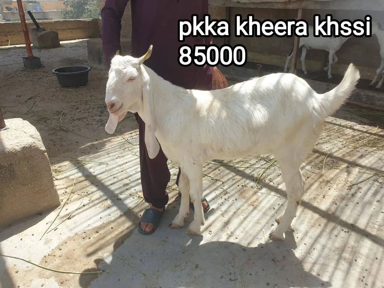 pakka Kheera Khassi Goat For Sale in Buffer Zone | Karachi Ads - photo 1