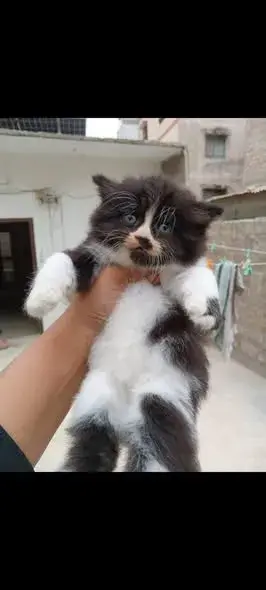 Panda Color Female For Sale in Mehmoodabad | Karachi Ads