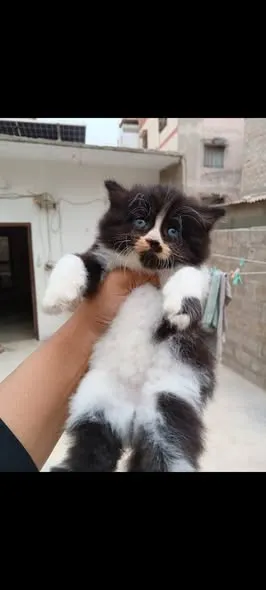 Panda Color Female For Sale in Mehmoodabad | Karachi Ads - photo 2