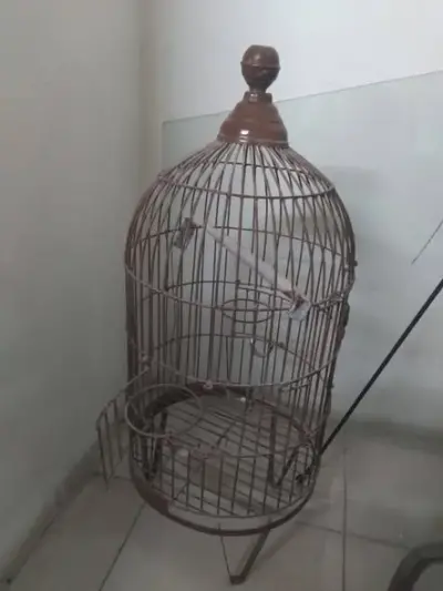 Parrot Cage – 9/10 Condition For Sale in Scheme 33 | Karachi Ads