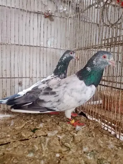 Pigeon Breader pairs For Sale in North Nazimabad | Karachi Ads