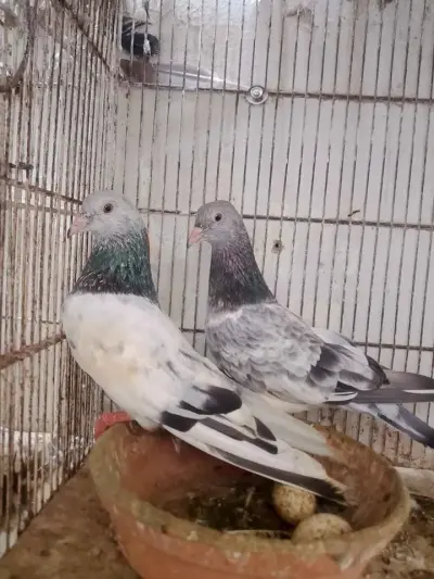 Pigeon Breader pairs For Sale in North Nazimabad | Karachi Ads - photo 2