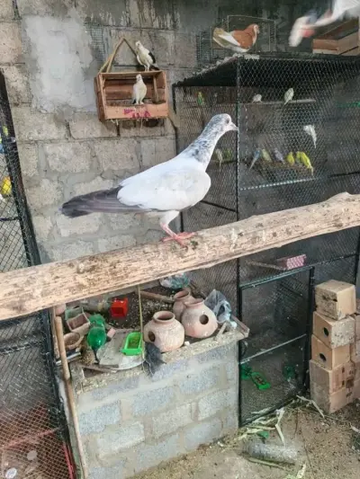 Pigeon For Sale in Gulistan-e-Jauhar | Karachi Ads