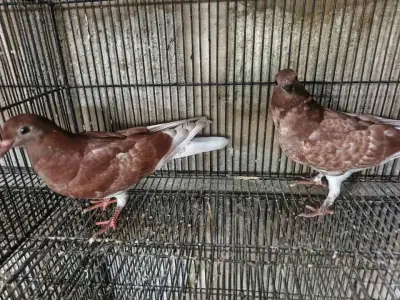 Pigeon For Sale in Gulistan-e-Jauhar | Karachi Ads - photo 2